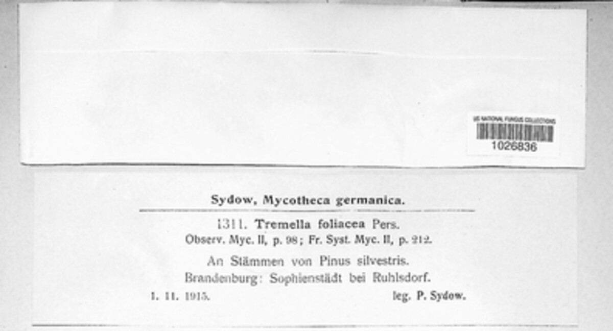 Phaeotremella foliacea image